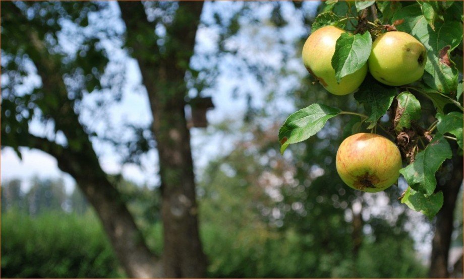 Obstbaumbestand_4 Einfamilienhaus Kammeltal / Behlingen