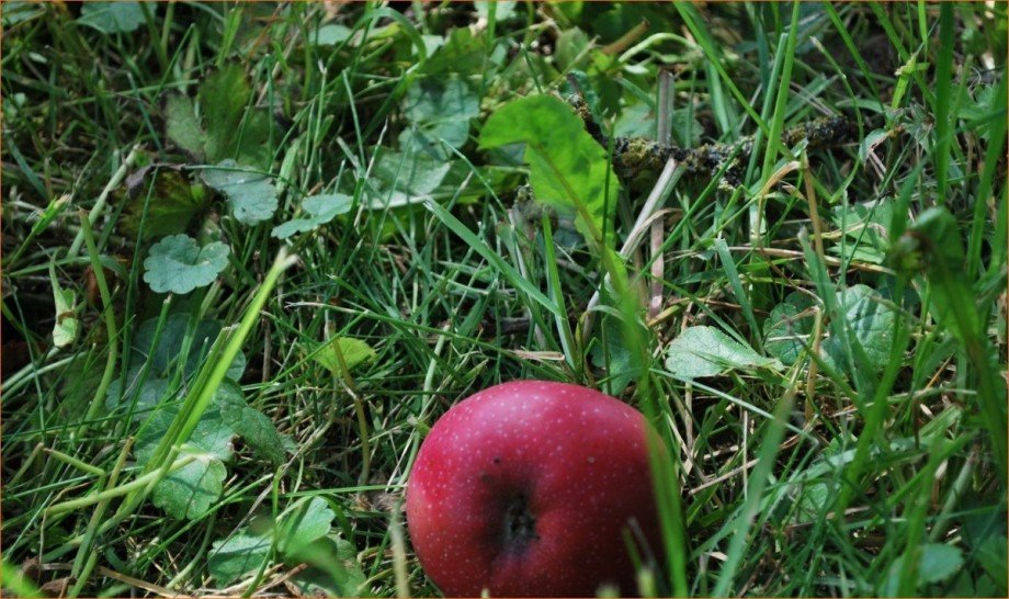 Obstbaumbestand Einfamilienhaus Kammeltal / Behlingen