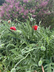 Impressionen Ehemalige Hofstelle
mit gro�em Potenzial