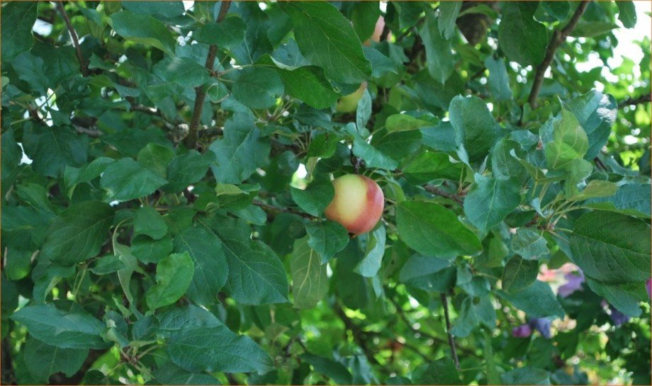 Obstbaumbestand_2 Einfamilienhaus Kammeltal / Behlingen
