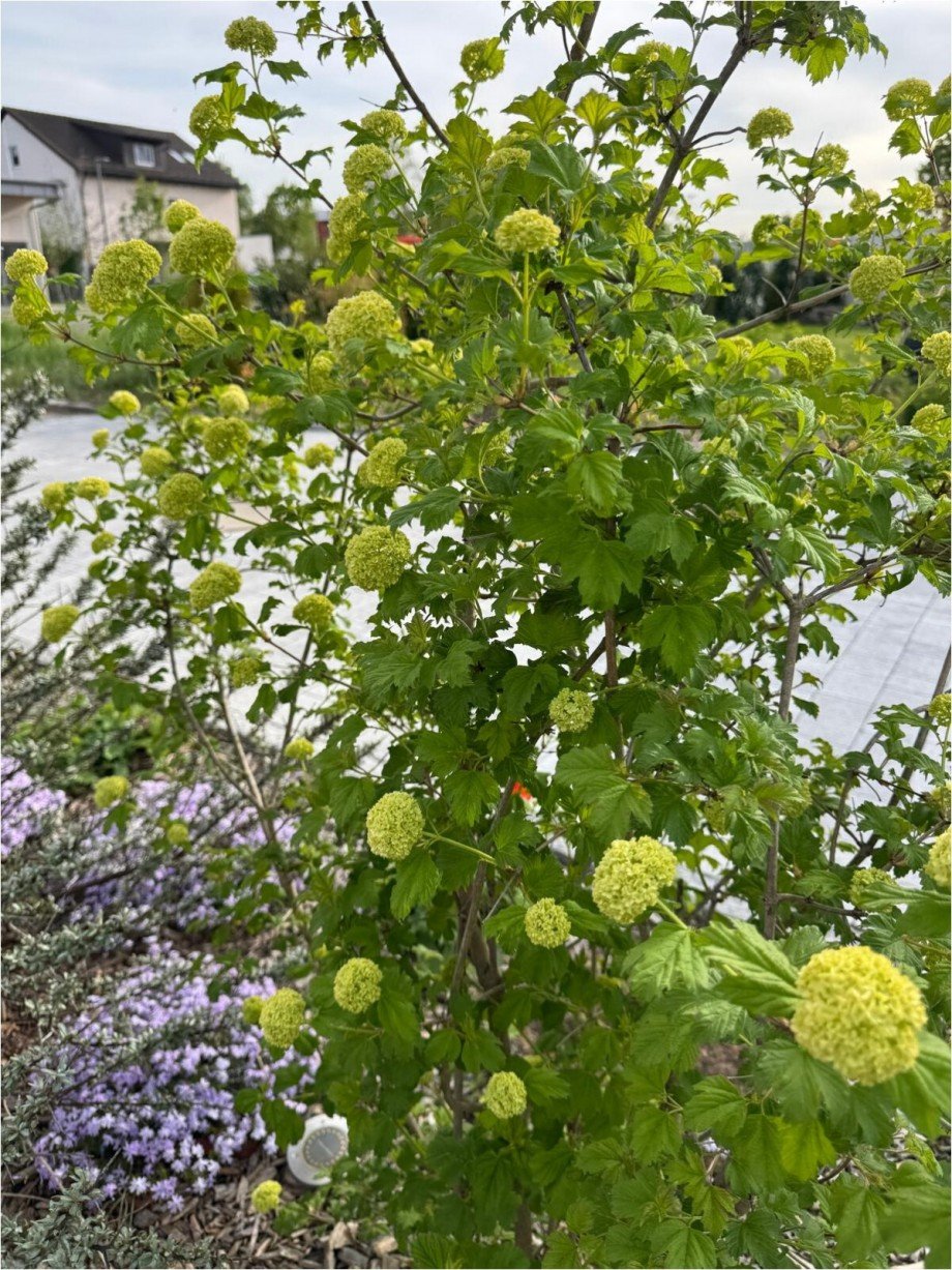 Fr�hling 26 Etagenwohnung Ulm / B�fingen