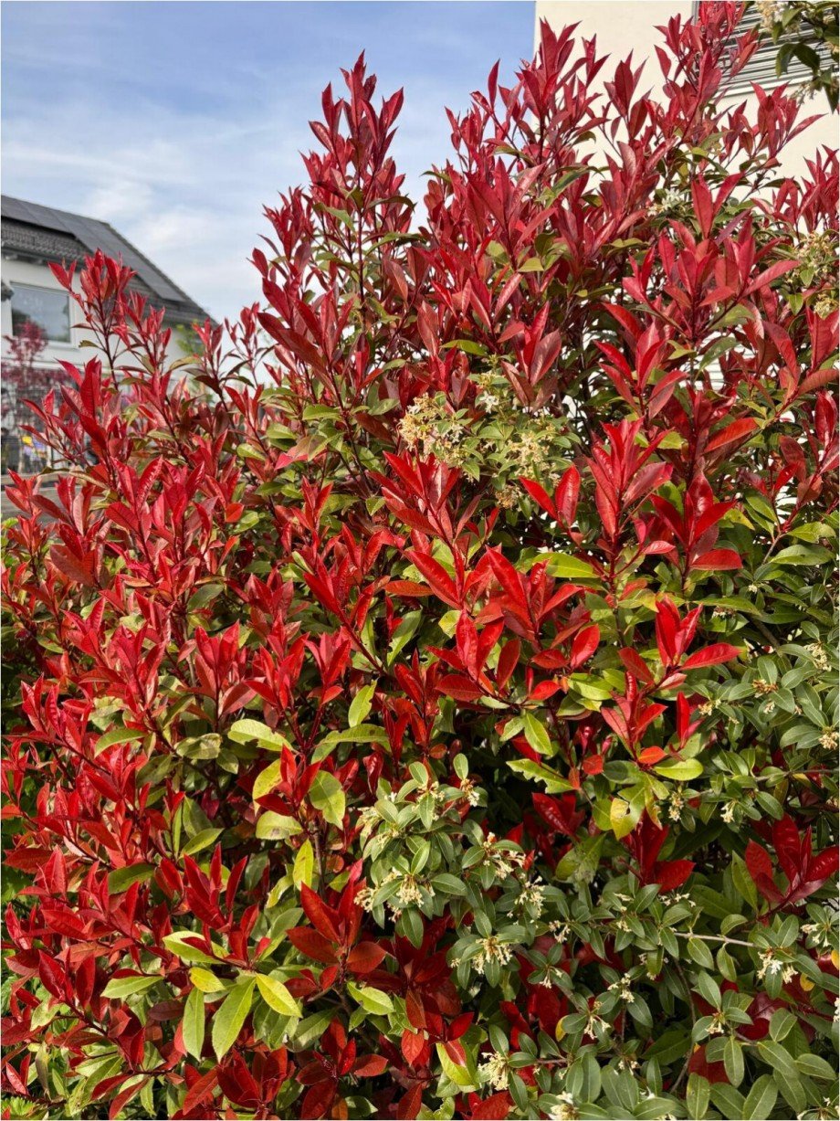 Fr�hling 26 Etagenwohnung Ulm / B�fingen