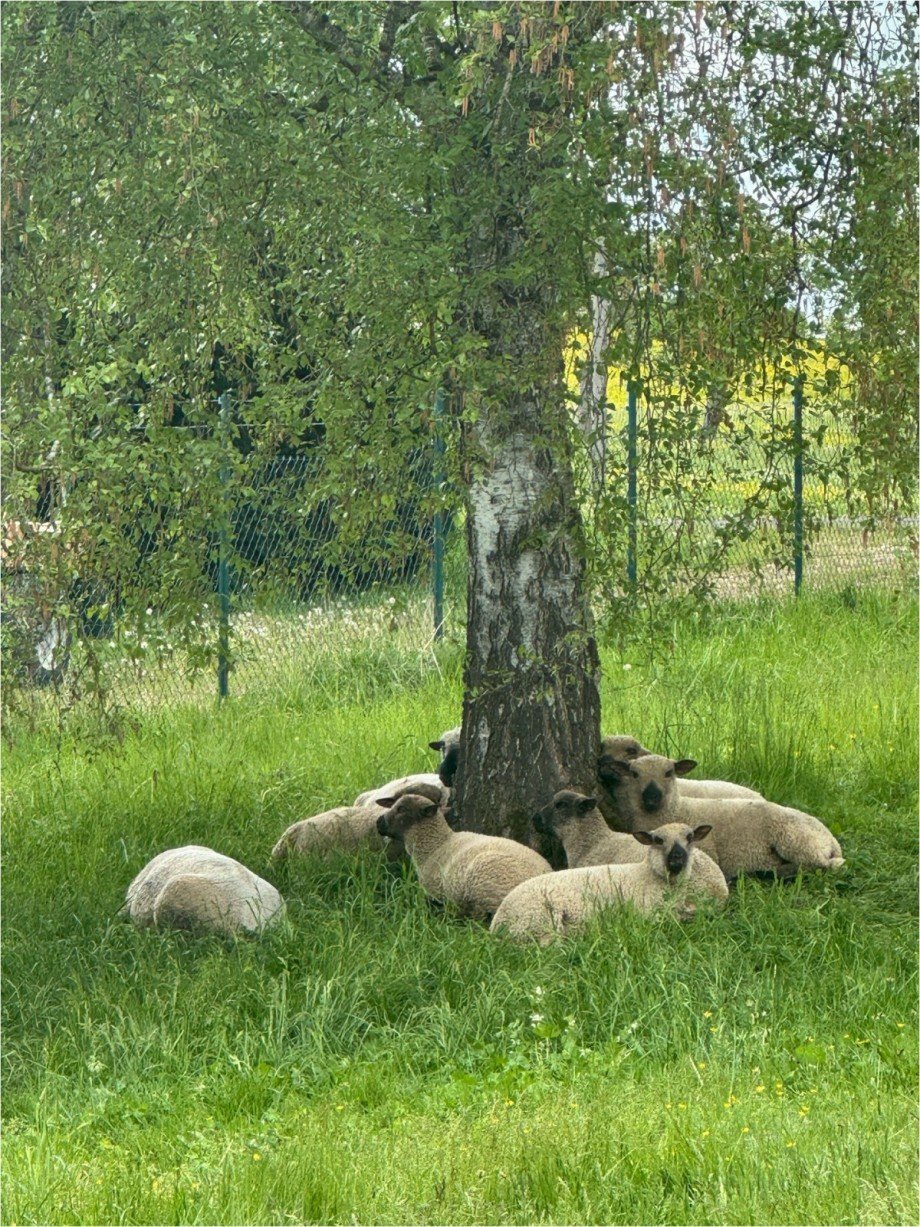 Garten Bauernhaus Ballendorf