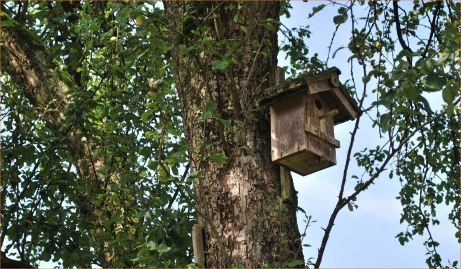 Obstbaumbestand_3 Einfamilienhaus Kammeltal / Behlingen